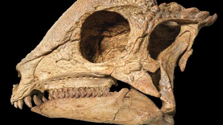 This 'magical' dinosaur specimen emerged from the ground like a polished jewel