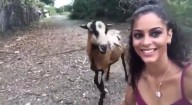 VIDEO: Girl making reel with goat, what the goat did next will make you laugh