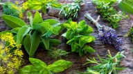 Plantas que perfuman tu hogar naturalmente