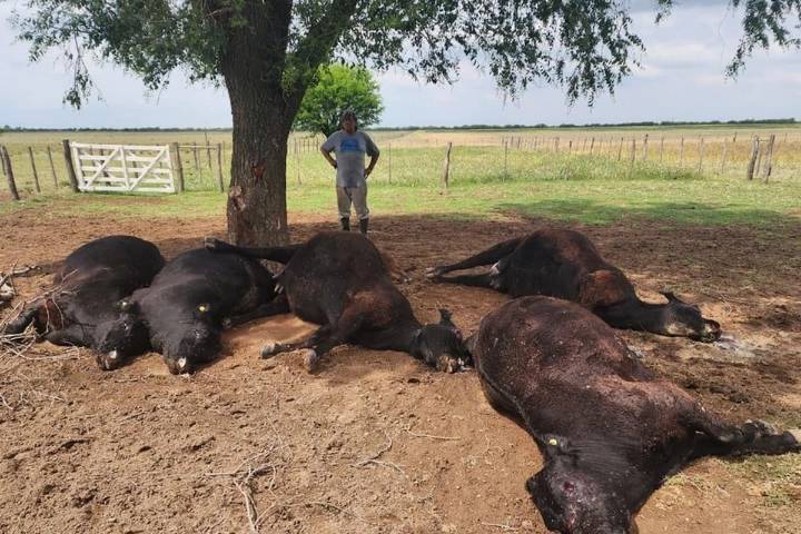 “Un segundo, 10 millones de pesos”. El drama de un productor al que un rayo le mató seis animales