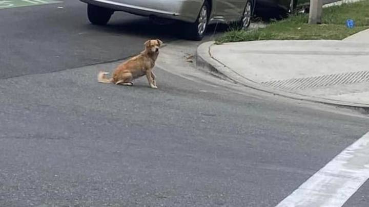 Mama Dog About To Give Birth On California Street Is Saved Just In Time By Rescuers