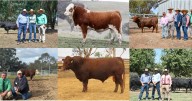 Queensland buyers eye data-driven bulls from NSW stud producers