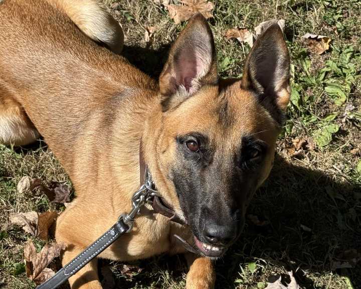 Meet Murph, Brook Park’s spirited new K
