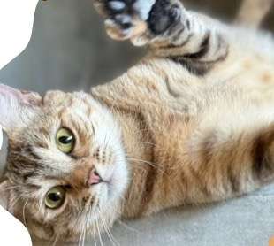 Suspenden adopciones de gatos durante octubre