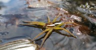 Giant fish-eating spiders make 'comeback' the UK as numbers surge