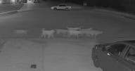 Godley officials respond to roaming dog pack