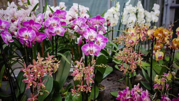 Monopodial Vs Sympodial Orchids: Here's The Real Difference Between These Similar Flowers