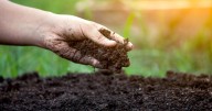 Things to do in the garden this week