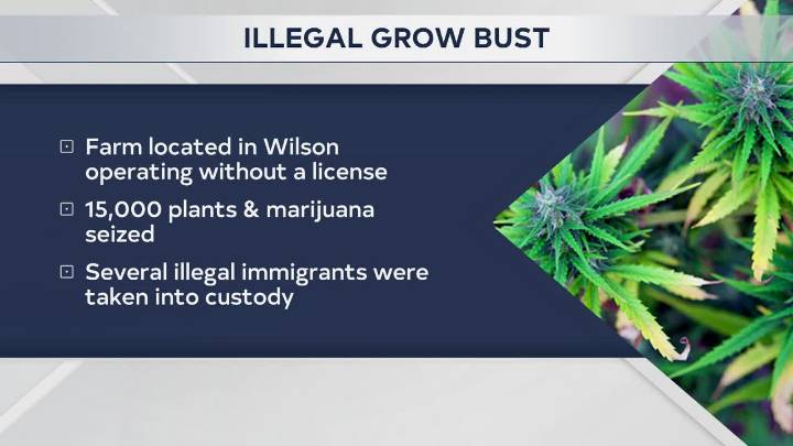Thousands of plants seized from illegal Carter County marijuana grow operation