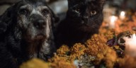 Autoridades de CDMX llaman a  proteger a los perritos y gatitos negros en temporada de Día de Muertos