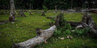 Unión Europea propone aliviar las normas contra la deforestación