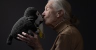 Muere Lady Chimpancé, la científica que dedicó su vida al estudio de los primates: ¿Quién fue Jane Goodall y de qué murió?