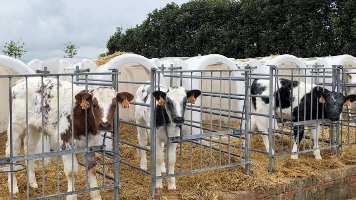 El brote de Dermatosis Nodular Contagiosa obliga a sacrificar animales y vigilar 800 granjas