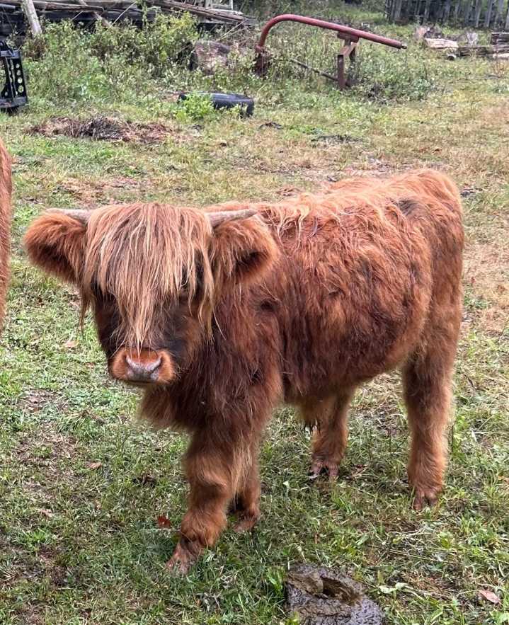 Elusive Miniature Scottish Highland on the loose in CT