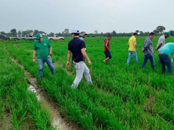 Con saber argentino, productores venezolanos mejoraron 20 por ciento los rindes y bajaron 40 por ciento sus costos