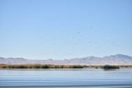 Great Salt Lake to launch lawsuit to protect threatened migratory birds