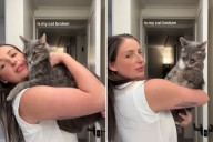 Cat Setting 'Boundaries' As Owner Attempts To Hug Him Causes Hysterics