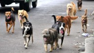 Lanzan campaña gratuita de esterilización de mascotas en Zapotlán el Grande