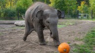 An elephant family smashed pumpkins at the Oregon Zoo. But this baby just wanted to play ball