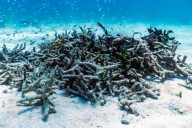 Two more Florida corals are ‘functionally extinct’ after 2023 heatwave