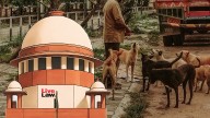 Stray Dog Case | Continuous Incidents Are Happening, Country's Global Image Affected : Supreme Court