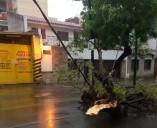Hubo árboles y postes caídos | La Municipalidad de Salta accionó tras la tormenta y brindó recomendaciones