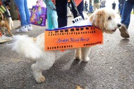 The Tompkins Square Halloween Dog Parade Will Return For Its 35th Year