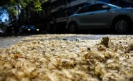 Por qué hay invasión de pelusas en Buenos Aires: de dónde provienen