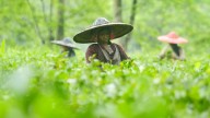 Tea Production Falls In August 2025 Year