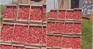 Esto encontraron en los cajones de frutilla que estaban en un puesto al lado de la ruta