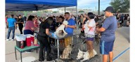 Arrancan tres días de esterilizaciones gratuitas para perros y gatos