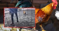Jorge Luis Castillo, reconocido criador de gallos en Perú, muere al ser atacado por su propio gallo de pelea