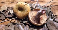 El esclata-sang y su sangre: el tesoro oculto bajo los pinos de Mallorca