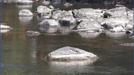 Extreme drought threatens fish in Downeast Maine rivers