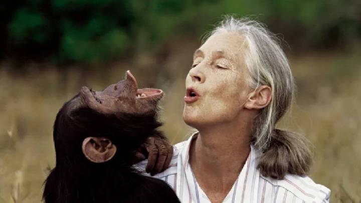 Global conservation icon and renowned primatologist Jane Goodall passes away at 91