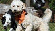 Shelby dog-lovers now have a new place to bring their…