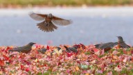 DIY A Simple Pumpkin Bird Feeder To Keep Birds Coming To Your Yard In Fall