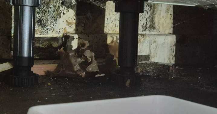 Mould 'wrecks havoc' in Scots social housing as reports skyrocket by 200 percent