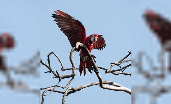 Indignación en Corrientes: mataron con una gomera al guacamayo rojo "Charrúa"