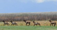 3 men charged in poaching case near Hardin