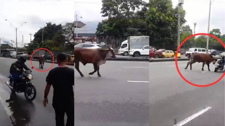 Peligro en la Vía al Mar: Toro Suelto Ataca Vehículos en el Kilómetro 11