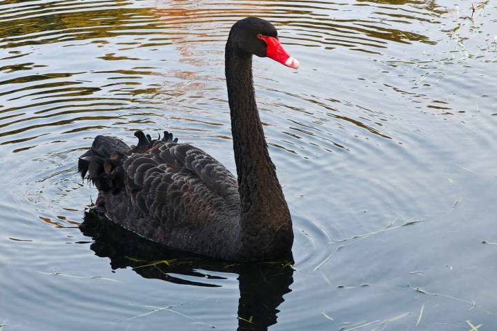 Rare Black Swan Gets Evicted from Small Town After Attempting to Drown Local Birds