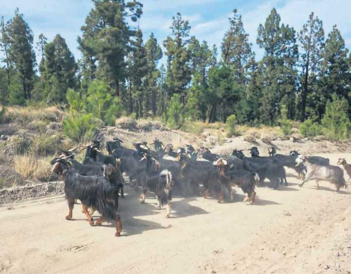 Las ‘cabras bombero’ limpian por primera vez pistas y senderos forestales en Los Realejos