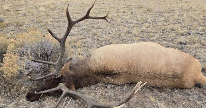 Montana FWP seeking info on dead, unclaimed bull elk outside Boulder