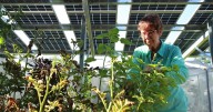 Solar arrays supply shade 