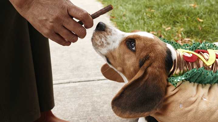 A four-day Halloween event for dogs is taking over NYC