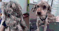 Dog’s Matted Fur Froze His Tail in Place Until Rescuers Set Him Free