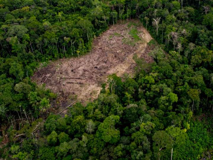 Disminuyó la deforestación 15,6% en la Amazonía en el segundo trimestre