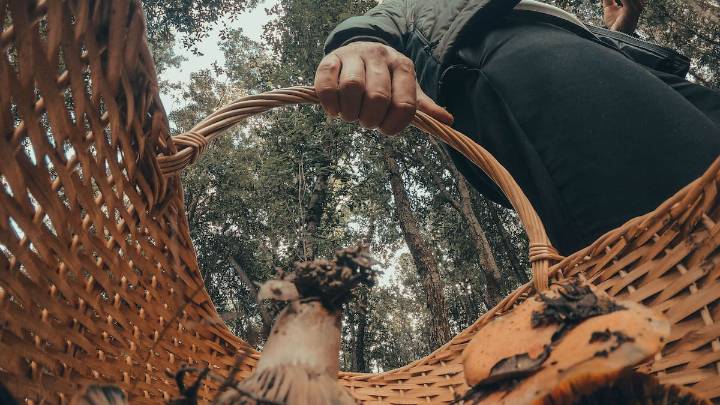 Menos setas y más furor que nunca: planes de escapada, multas y gastronomía