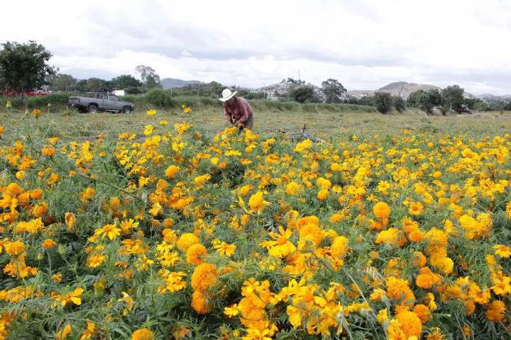 Puebla, líder en producción de cempasúchil y terciopelo con el 72% nacional